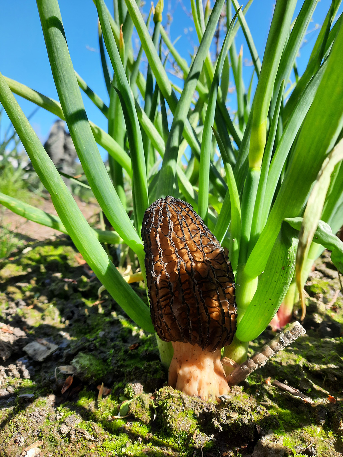 A morel mushroom growing among the Egyptian Walking Onions.