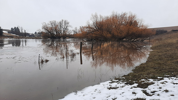 The 2025 flood that killed hundreds of Egyptian Walking Onions.