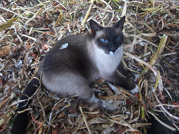 The Cattagoo walking onion guardian.