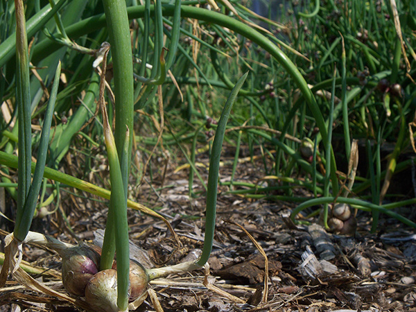 Egyptian Walking Onion plants walking into the garden path.