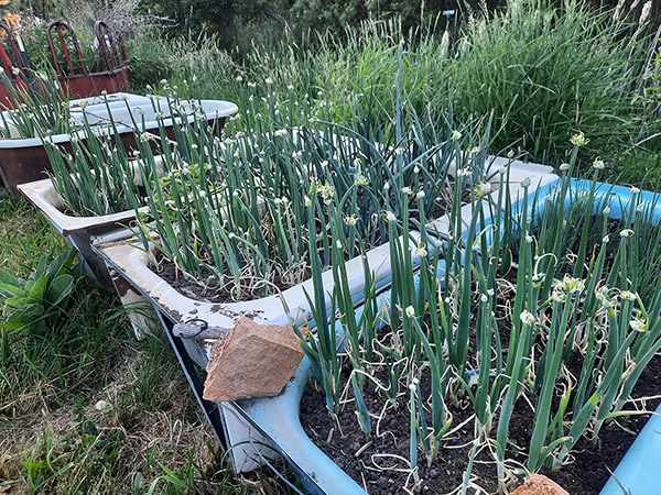 Egyptian Walking Onions growing in raised beds - bathtubs.