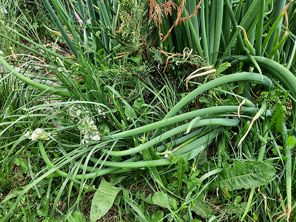 This Egyptian Walking Onion plants retreating from danger.
