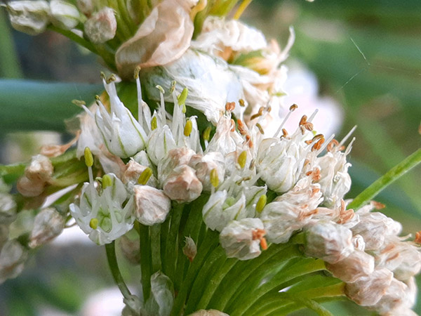 A bouquet of tiny Egyptian Walking Onion flowers instead of topsets.