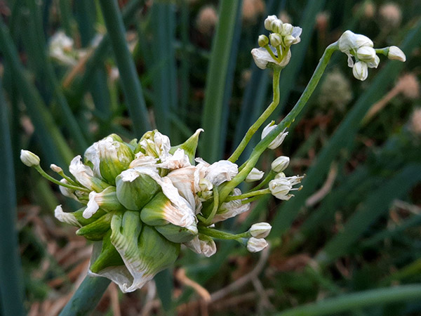 Flowers growing and branching from a cluster of developing topsets.