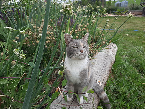 Rumpleteazer enjoys sitting with her Egyptian Walking Onions.