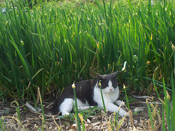 Star guards his Egyptian Walking Onion patch.