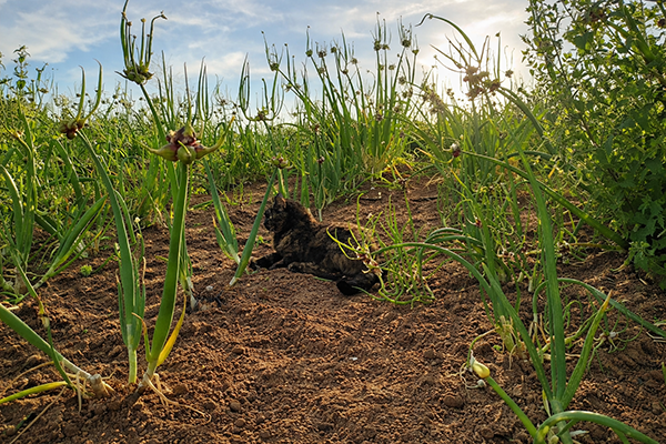 Wotsie rests in her onion patch, watching for movement.