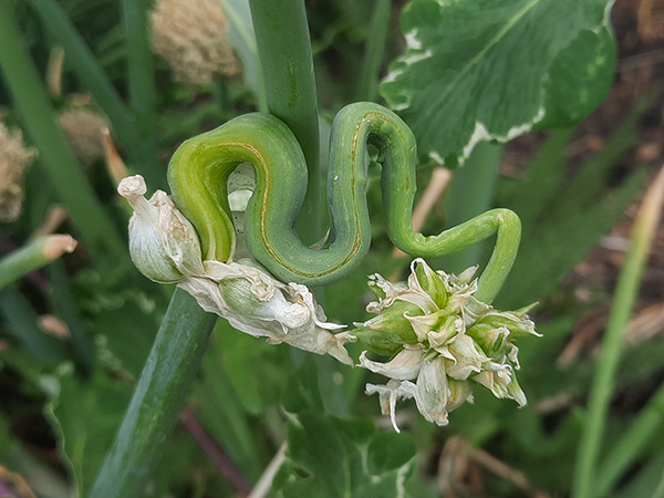 A secondary branch that looks like a snake.
