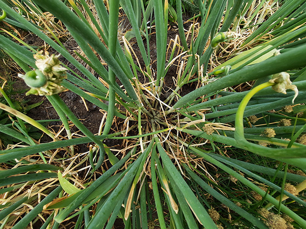 Crowded clumps produce smaller bulbs in the ground.