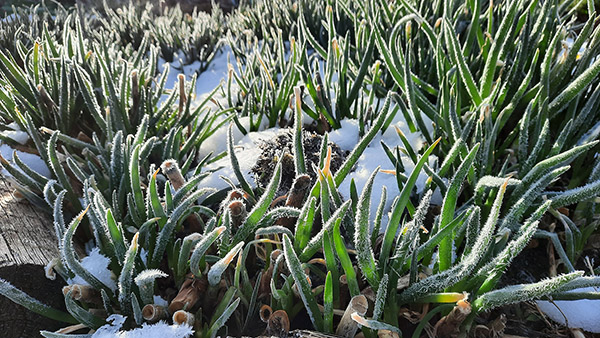 Egyptian Walking Onion leaves coated with morning frost in March.