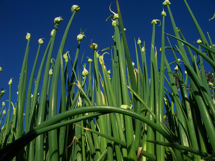 Egyptian Walking Onions like rich green candlesticks.
