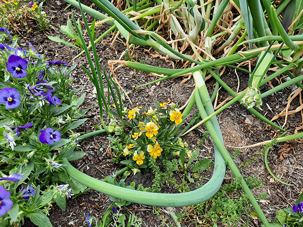 This Egyptian Walking Onion plant grew around a pansy flower.