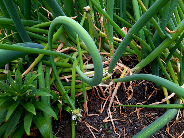 This Egyptian Walking Onion plant formed a complete loop.