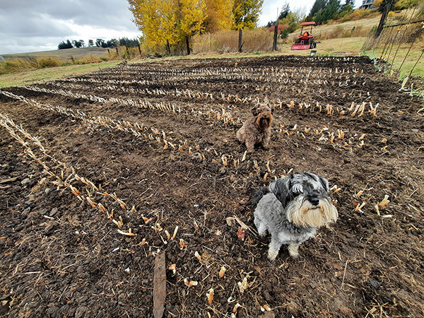 Buck and Chocolate, the Miniature Schnauzer guardians of the onion patch.