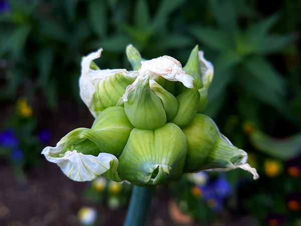 New green Egyptian Walking Onion topsets.