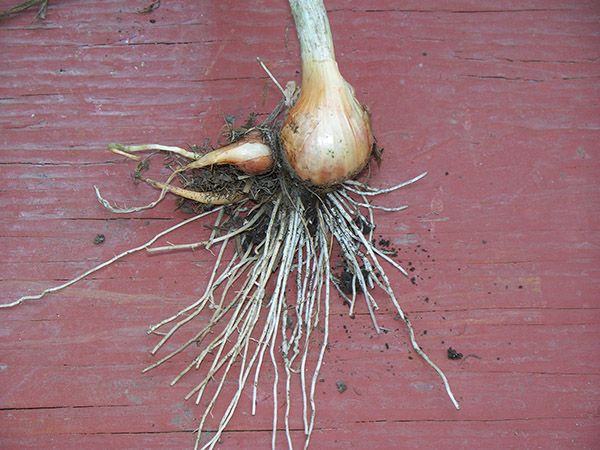 Multiple offsets forming from a mature Egyptian Walking Onion bulb.