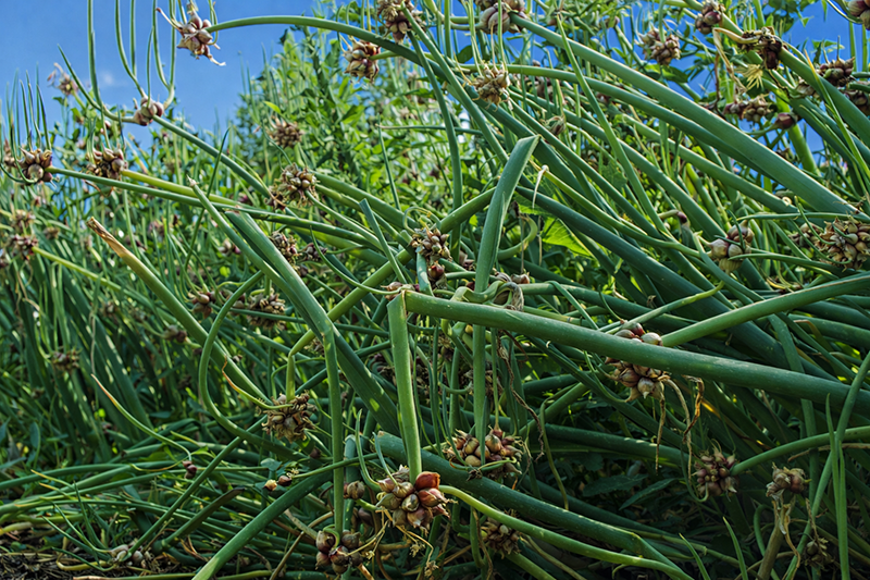 Egyptian Walking Onions on the march.