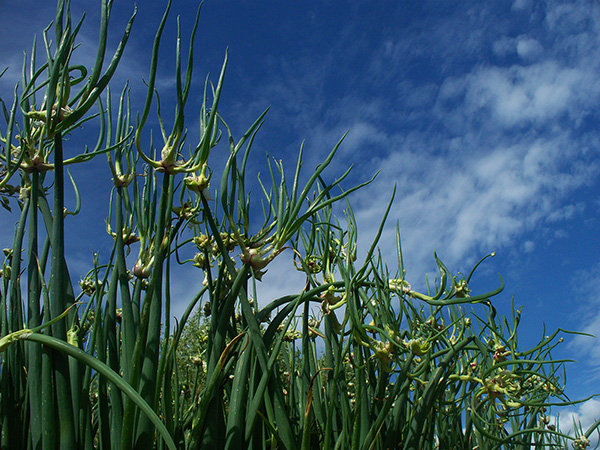 Marvelous Egyptian Walking Onions.