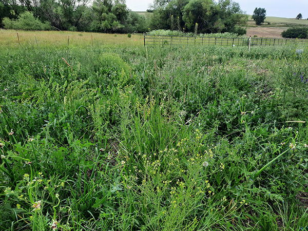 Zone 5 Egyptian Walking Onion patch overtaken by weeds.