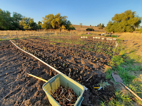 Planting Egyptian Walking Onion ground bulbs.