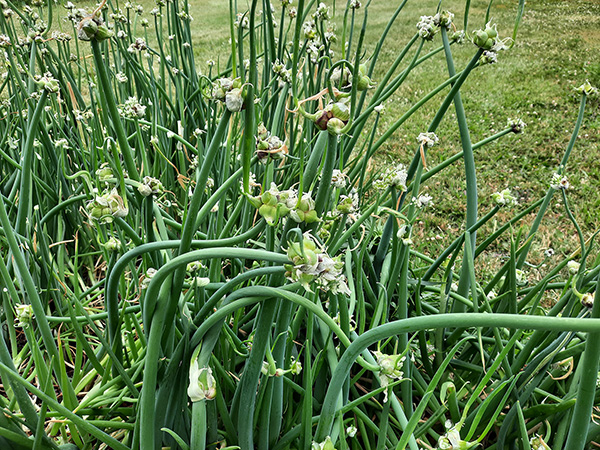 This Egyptian Walking Onion plants changing their mind.