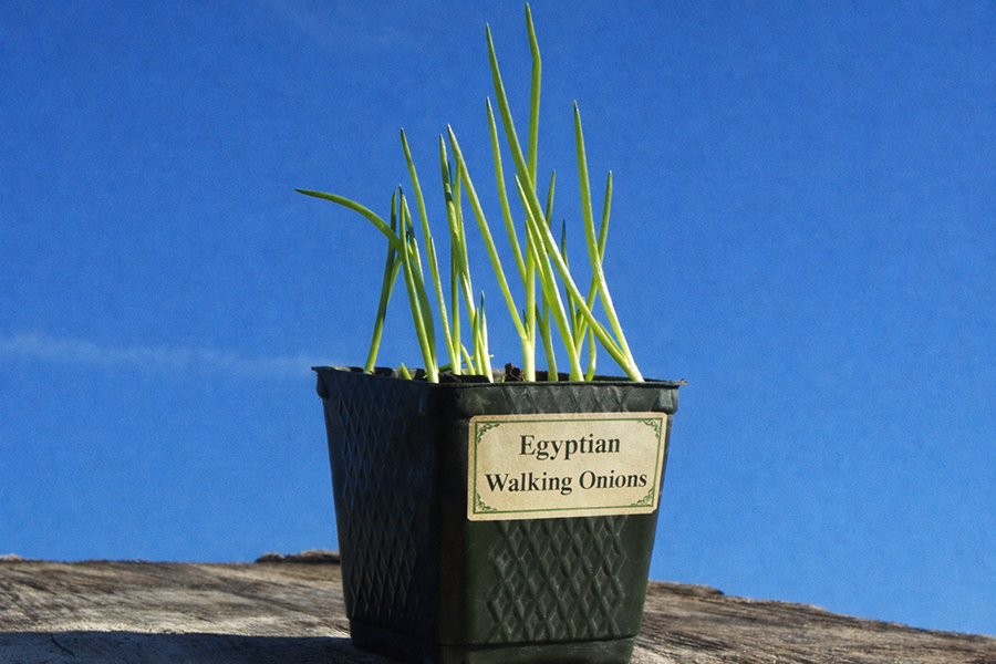 The potted onion plants that started it all.