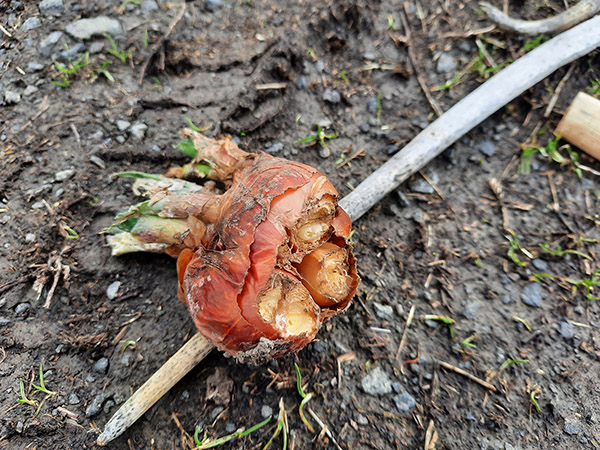 Damage to Egyptian Walking Onion bulbs from prairie voles.