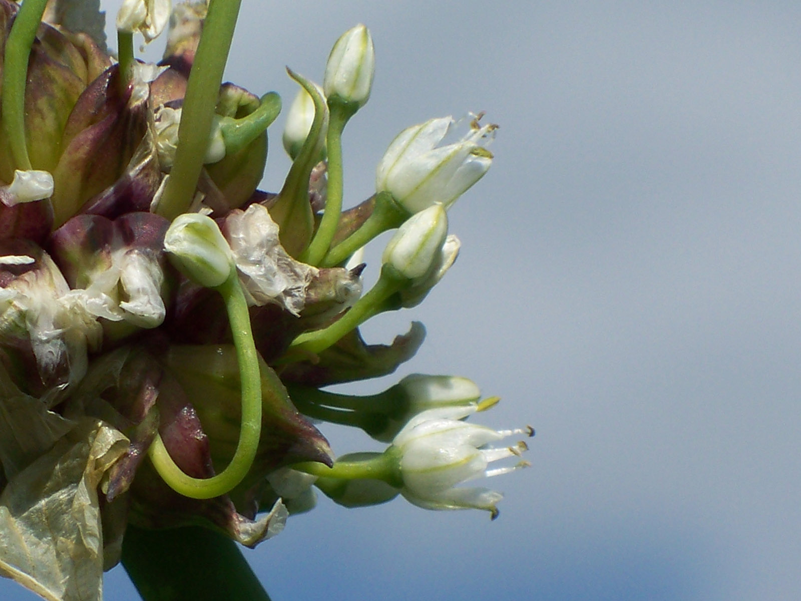 A cluster of both red topsets and flowers.