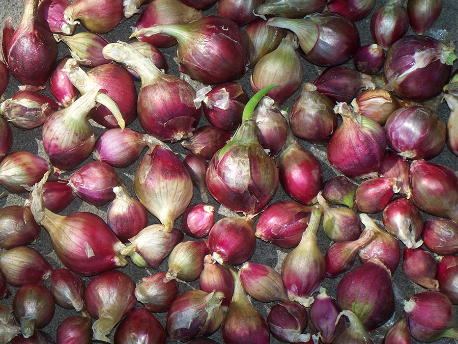 The variety of size, shape, and color in Egyptain Walking Onion topsets.