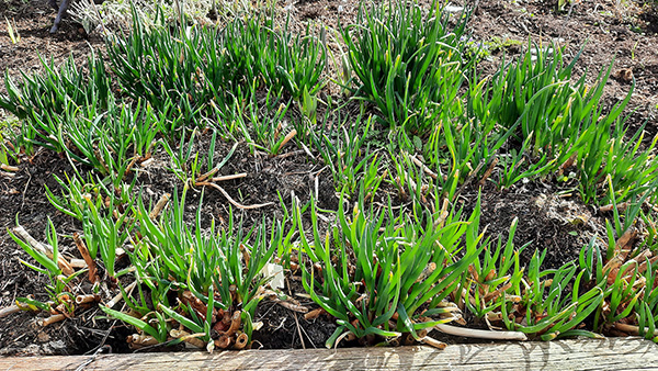 Red Egyptian Walking Onion variety actively growing in March.
