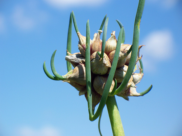 Egyptian Walking Onion topsets with leaves of their own.