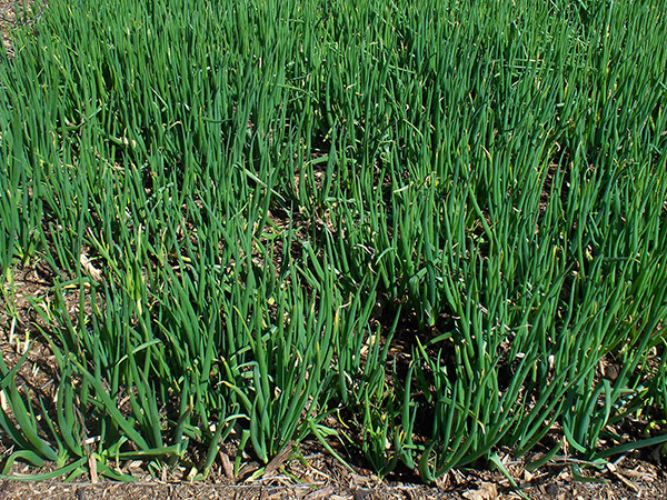 A thick patch of Egyptian Walking Onions with new spring leaves.