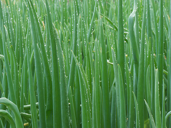 Tender green leaves of the Egyptian Walking Onion.