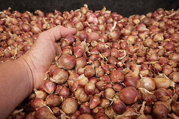 Harvested topsets ready for shipping.