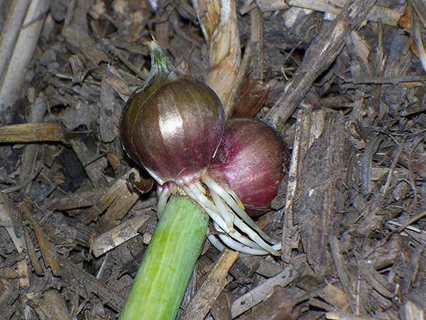 Fallen topsets taking root.
