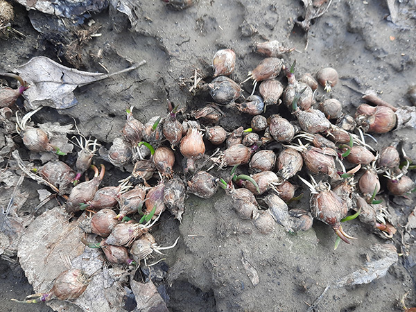 Scattered Egyptian Walking Onion topsets self-sowing.