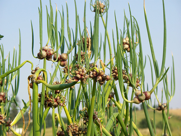 The onion that grows topsets at the tops of its stalk.