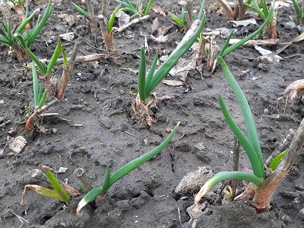 Spring leaf emergence from transplanted Egyptian Walking Onion bulbs.