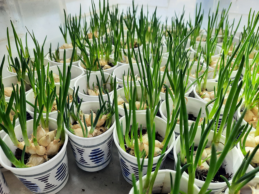 Young potted white Egyptian Walking Onion mini clusters.