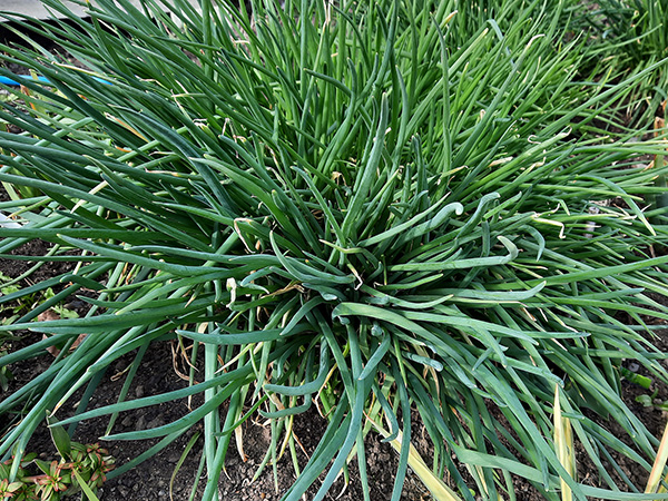 These leaves persisted all winter long on the white variety.