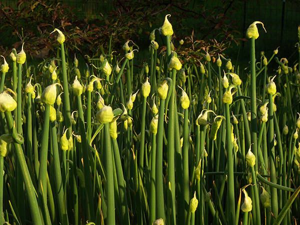 Egyptian Walking Onion plants resemble green taper candles in May.