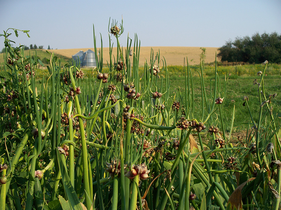Egyptian Walking Onions ready to harvest.