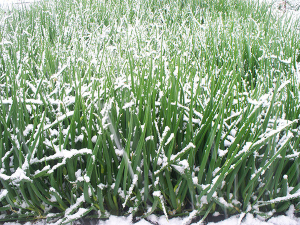 Egyptian Walking Onions don't mind the snow.