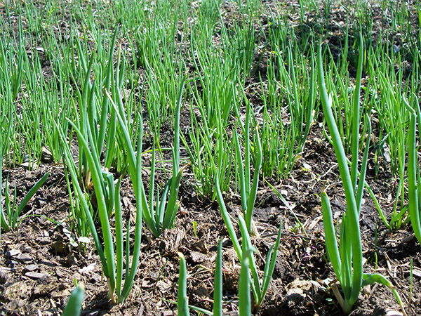 Spring emergence of Egyptian Walking Onion leaves.