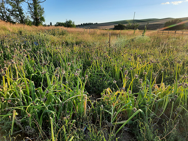 Egyptian Walking Onions overrun with weeds.