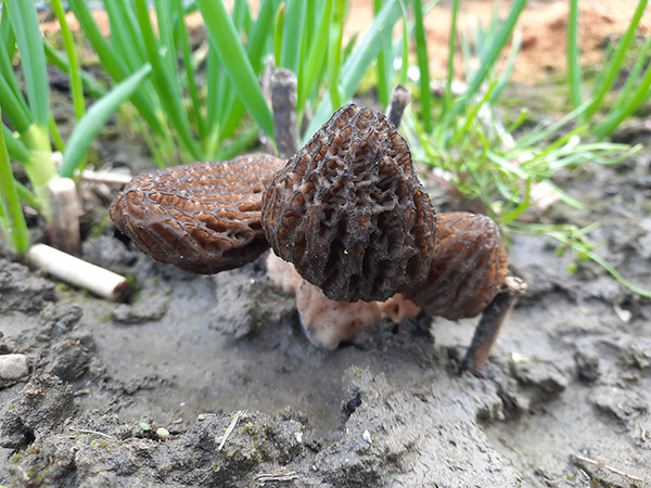 Morel mushrooms growing in garden soil.