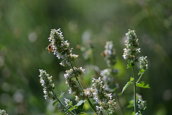 Catnip (Nepeta cataria) - aromatic foliage and pale flowering spikes.
