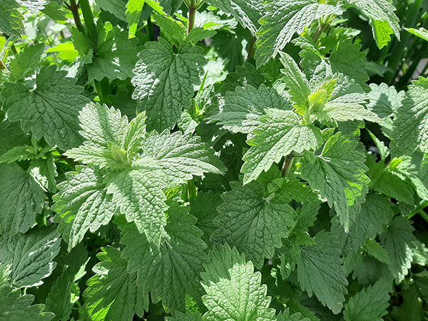 Herbal leaves of catnip.