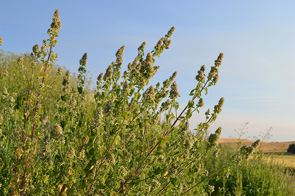 Catnip seed heads.