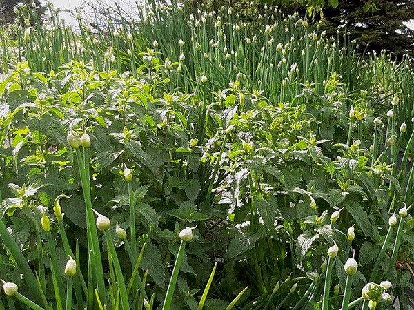 Catnip in the Egyptian Walking Onion patch.